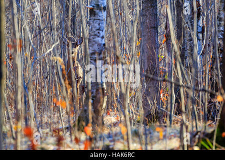 White-tailed deer nascondendosi in una patch spessa di boschi. Foto Stock
