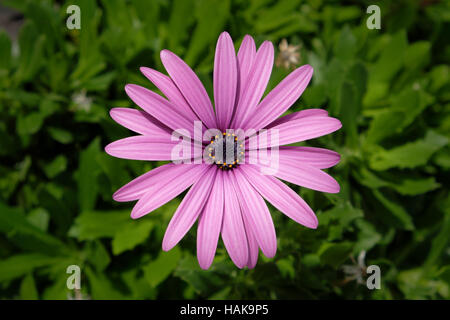 Viola fiore a margherita - rosa fiore a margherita Foto Stock