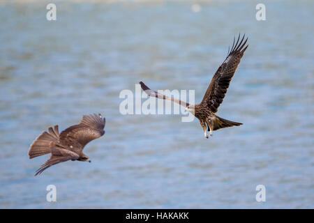 Due Nibbio bruno (Milvus migrans) battenti Foto Stock