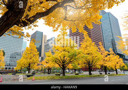 Foglie di autunno a Tokyo in Giappone. Giallo Ginkgo le foglie in autunno. Foto Stock