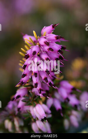Erica x darlyensis Maria Elena Foto Stock