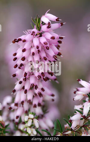 Erica carnea R B Cooke Foto Stock