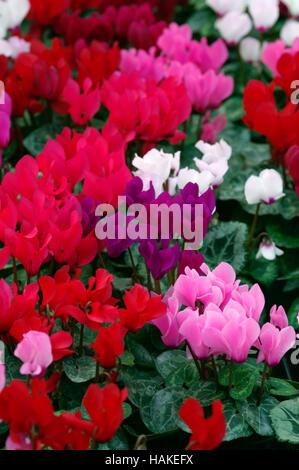 Colori misti Cyclamen persicum in un gruppo Foto Stock