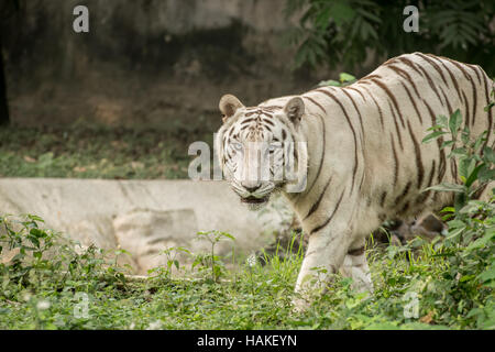 Un maschio bianco tigre arrotondamento nella giungla Foto Stock