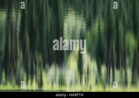 La riflessione astratta di alberi verdi in acqua calma, British Columbia, Canada Foto Stock