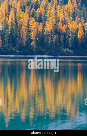 Versante con colorati i larici riflettente nel Lago di Braies in autunno, Alto Adige, Dolomiti di Braies, Italia Foto Stock