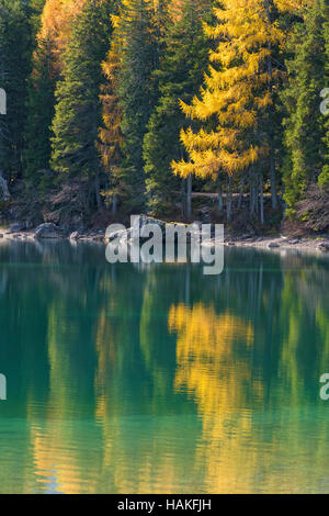 Versante con colorati i larici riflettente nel Lago di Braies in autunno, Alto Adige, Dolomiti di Braies, Italia Foto Stock