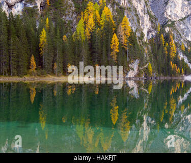 Versante con colorati i larici riflettente nel Lago di Braies in autunno, Alto Adige, Dolomiti di Braies, Italia Foto Stock