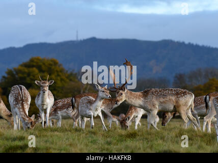 Daini pascolando vicino al Wrekin nello Shropshire Regno Unito Foto Stock