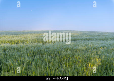 Campo di orzo in Sspring, Vielbrunn, Odenwald, Hesse, Germania Foto Stock