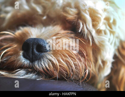 Chiusura del naso di una razza mista, snoozing cucciolo Foto Stock