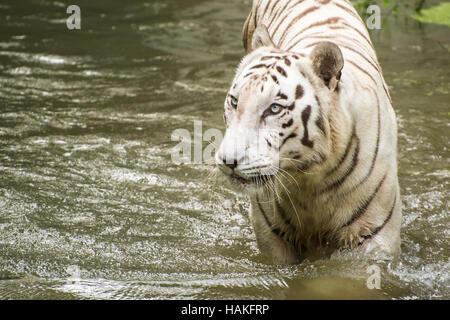 Un maschio bianco tigre arrotondamento in acqua Foto Stock