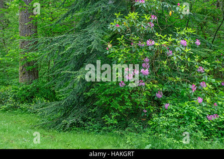 Stati Uniti d'America, Oregon, Silver Falls State Park, rododendro fiorisce in corrispondenza del bordo della foresta dominata da abete di Douglas e western hemlock. Foto Stock