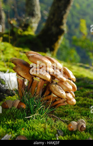 Armillariella Mellea funghi Foto Stock