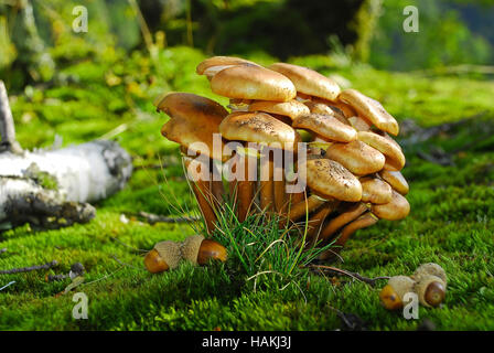 Armillariella Mellea funghi Foto Stock