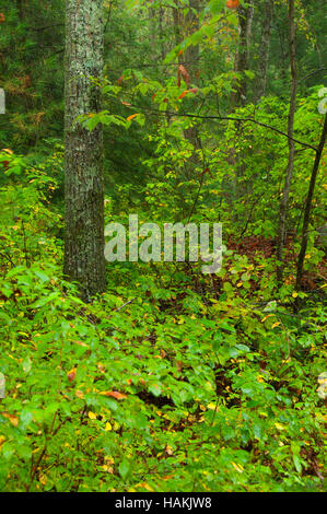 Il bosco, lungo il sentiero aborigeno, George Washington Area di gestione, Rhode Island Foto Stock