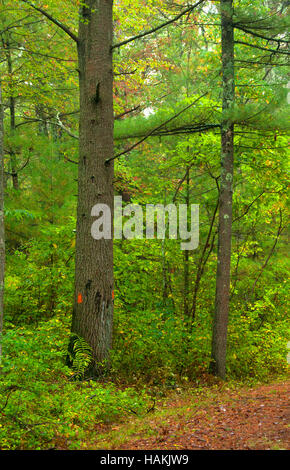 Sentiero aborigeno, George Washington Area di gestione, Rhode Island Foto Stock