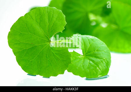 Centella asiatica (Centella asiatica (L.) Urban.) cervello tonico vegetale a base di erbe. Foto Stock