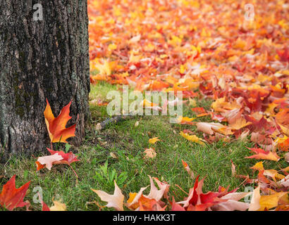 Colori d'autunno foglie di acero coperta sotto agli alberi Foto Stock
