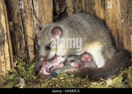 Fat Dormouse Foto Stock