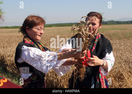 Contadina raccolta di frumento in Davor, Slavonia Foto Stock