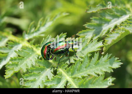 Accoppiamento coleotteri Tansy Foto Stock