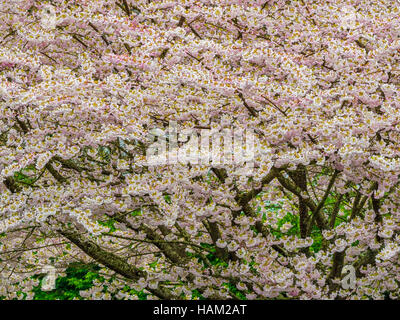 Fiori Ciliegio sull'Isola di Vancouver Foto Stock