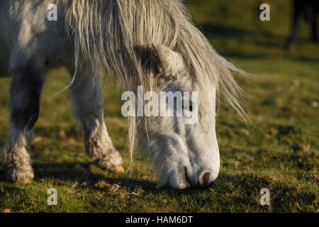 Dartmoor pony in un campo erboso Foto Stock