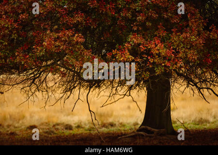 Dettaglio Struttura in Richmond Park Foto Stock