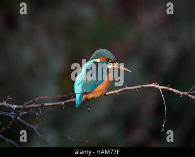 Comune Femmina Kingfisher, Alcedo atthis,appollaiate in una struttura ad albero Foto Stock