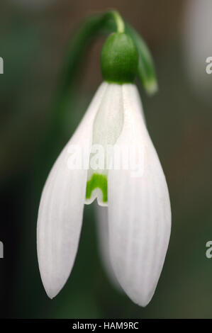 Galanthus nivalis Common Snowdrop close up ritratto di fiori Foto Stock