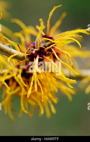 Hamamelis x intermedia un tizzone Close up ritratto di fiori Foto Stock