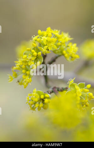 Cornus officinalis close up ritratto di fiori Foto Stock
