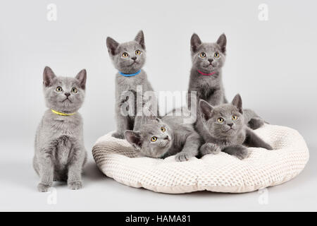 Gatti blu russo, otto settimane vecchio gattini, sul cuscino Foto Stock