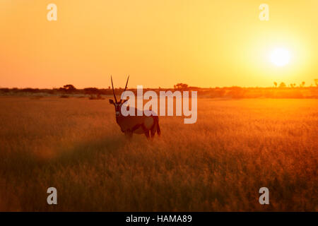 Gemsbok (Oryx gazella) all'alba in inganno sulla Valle della Central Kalahari Game Reserve, Botswana Foto Stock