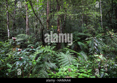 Vegetazione tropicale, riserva forestale di Sinharaja, Sri Lanka Foto Stock