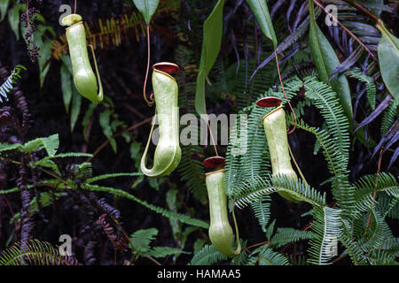 Brocca piante (Nepenthes), pianta carnivora, riserva forestale di Sinharaja, Sri Lanka Foto Stock