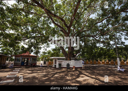 La figura sacra o bodhi (Ficus religiosa) albero, Weherahena Temple, Matara, sud della provincia, Sri Lanka Foto Stock