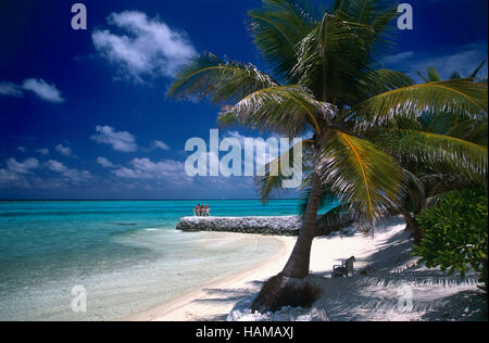 Green Palm tree, cielo blu, il mare turchese, sabbia bianca, Summer Island Village, North Male Atoll, Maldive, Oceano Indiano