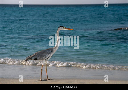 Airone cinerino (Ardea cinerea) sulla spiaggia in cerca di cibo, Maldive, Oceano Indiano Foto Stock