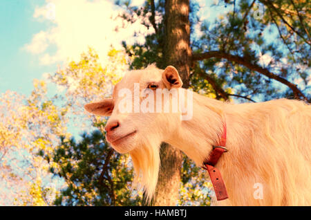 La capra (più grande di tutti i tempi) Foto Stock