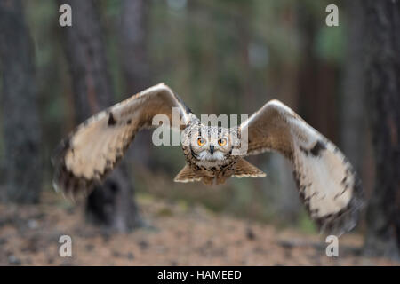 Indian Eagle-Owl / Rock / Eagle-Owl Bengalenuhu ( Bubo bengalensis ) in volo, dynamic scatto frontale, molto dettagliata, occhi luminosi. Foto Stock