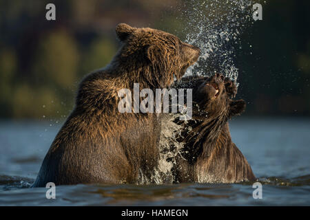 Unione orso bruno / Europaeischer Braunbaeren ( Ursus arctos ) combattono in acqua, nella dura lotta, che mostra un comportamento territoriale. Foto Stock