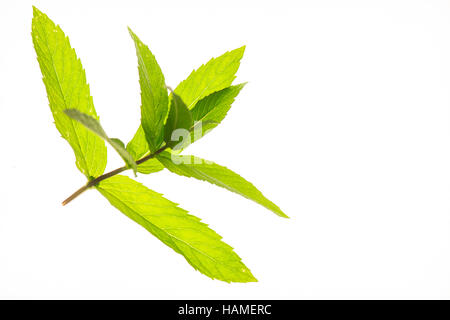 Di menta fresca close up su sfondo bianco, cibo Foto Stock
