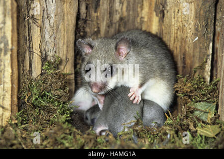 Fat Dormouse Foto Stock