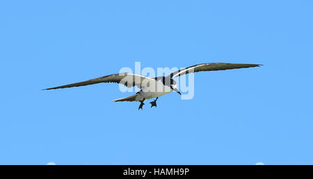 Fuligginosa Tern (sterna fuscata) in volo, Isola di Lord Howe, Nuovo Galles del Sud, NSW, Australia Foto Stock