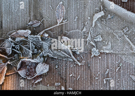 La brina e il ghiaccio sulle piante e verdure su un riparto giardino su un freddo inverno mattina, REGNO UNITO Foto Stock