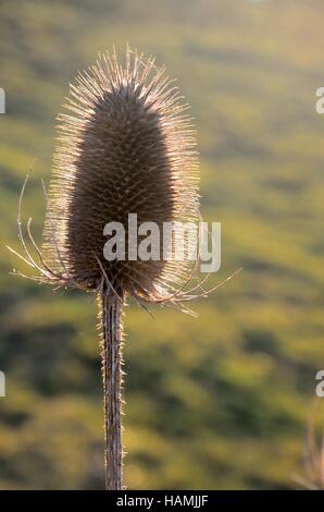 In prossimità della testa teasel dispacus back lit al tramonto Foto Stock