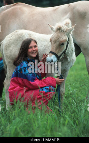 Fiordo norvegese cavallo Foto Stock