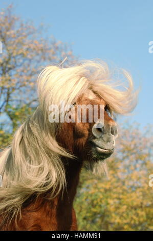 Shetland pony Foto Stock